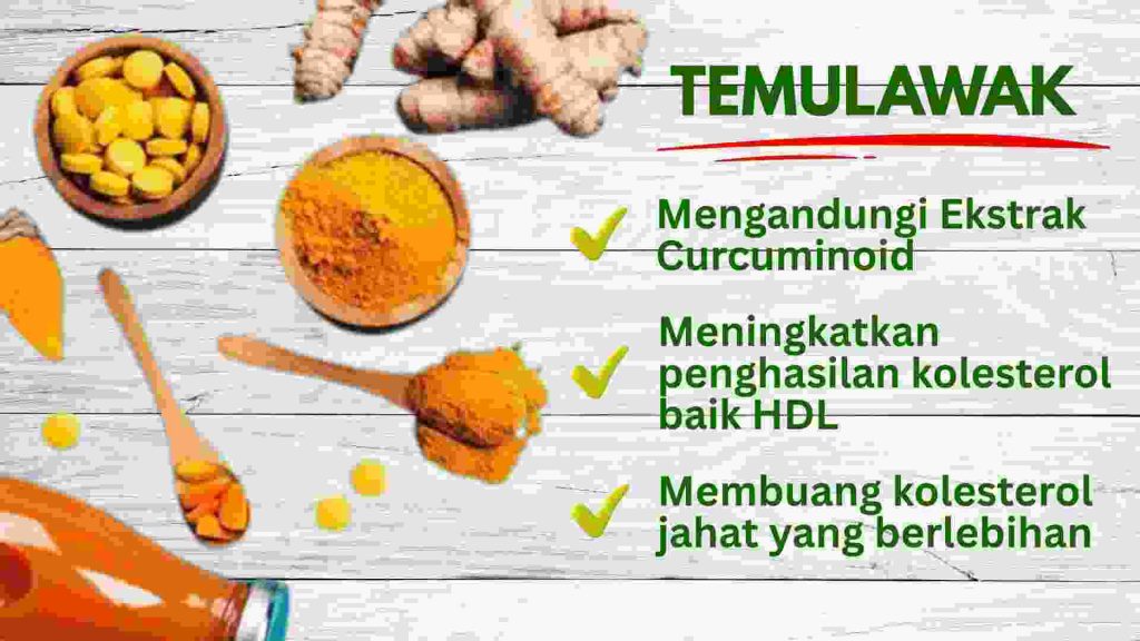 Fresh temulawak root with turmeric extract and health benefits infographic.